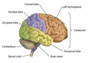 Main regions in the Brain