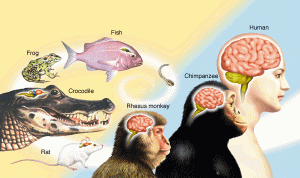 The human brain is the product of evolution with similar structures present in other species 